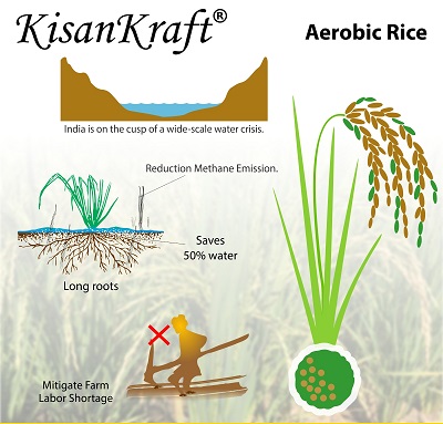 Aerobic Rice