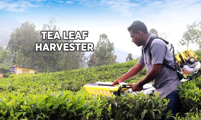 Tea harvester