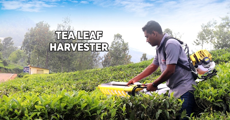 Tea harvester