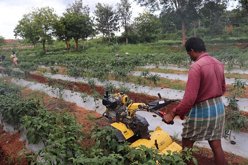 High Density planting