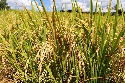 Direct Seeded Rice (DSR) - KisanKraft