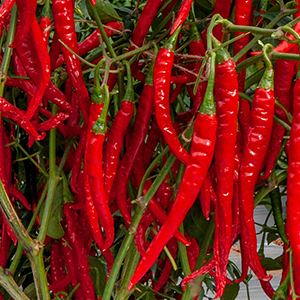 chilli