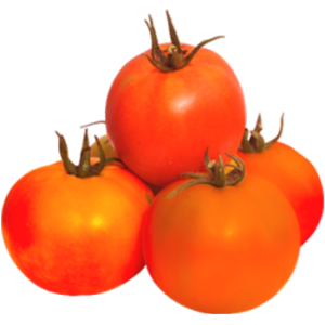 Tomato