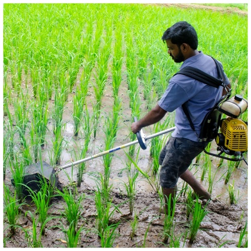 Paddy Weeder